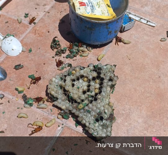 קיני צרעות, זחלים וכלים על רצפה